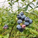 셀러비전×하대왓농장 블루베리 SNS라이브방송 예고