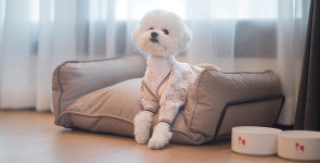 펫 프렌들리, 어메니티 완비한 애견동반 호텔 5곳