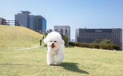 함께라면 더 즐거울 거예요! 서울 애견동반 호텔 5곳