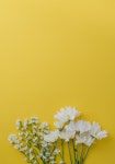 노랑노랑 휴대폰 배경화면.jpg - Soul Lounge - 소울드레서 (SoulDresser) 소울드레서 (SoulDresser)