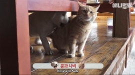 [동물농장] 심심한 댕댕이랑 놀아주는 동농 제작진ㅋㅋㅋ - 인스티즈... 이슈 카테고리 [동물농장] 심심한 댕댕이랑 놀아주는 동농 제작진ㅋㅋㅋ