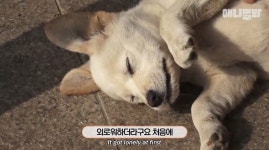 [동물농장] 심심한 댕댕이랑 놀아주는 동농 제작진ㅋㅋㅋ - 인스티즈... 이슈 카테고리 [동물농장] 심심한 댕댕이랑 놀아주는 동농 제작진ㅋㅋㅋ