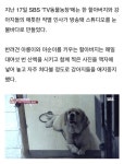 죽기 전 반려견 입양 보내며 오열하는 시한부 할아버지 - 악플달면 쩌리쩌려버려 - ＊여성시대＊ 차분한 20대들의 알흠다운 공간 죽기 전 반려견... 