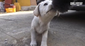 [동물농장] 심심한 댕댕이랑 놀아주는 동농 제작진ㅋㅋㅋ - 인스티즈... 이슈 카테고리 [동물농장] 심심한 댕댕이랑 놀아주는 동농 제작진ㅋㅋㅋ