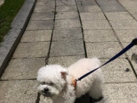 강아지가 산책할 때 자꾸 돌을 물고다녀 - 인스티즈(instiz) 이슈 카테고리 강아지가 산책할 때 자꾸 돌을 물고다녀