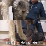 [TV동물농장] 나보다 큰 내새끼 - 인스티즈(instiz) 이슈 카테고리 [TV동물농장] 나보다 큰 내새끼