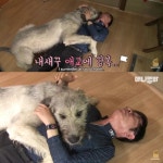 [TV동물농장] 나보다 큰 내새끼 - 인스티즈(instiz) 이슈 카테고리 [TV동물농장] 나보다 큰 내새끼