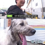 [TV동물농장] 나보다 큰 내새끼 - 인스티즈(instiz) 이슈 카테고리 [TV동물농장] 나보다 큰 내새끼