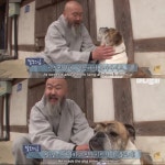 [TV 동물농장] 절에 사는 미국 출신 귀족 불독 - 악플달면... 차분한 20대들의 알흠다운 공간 [TV 동물농장] 절에 사는 미국 출신 귀족 불독