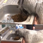 [TV동물농장] 나보다 큰 내새끼 - 인스티즈(instiz) 이슈 카테고리 [TV동물농장] 나보다 큰 내새끼