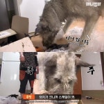 [TV동물농장] 나보다 큰 내새끼 - 인스티즈(instiz) 이슈 카테고리 [TV동물농장] 나보다 큰 내새끼