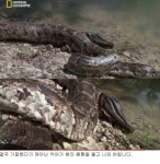 악어를 통째로 먹어버리는 버마비단뱀의 식탐..ㄷㄷ - 엽기사진실 - 이종격투기 악어를 통째로 먹어버리는 버마비단뱀의 식탐..ㄷㄷ
