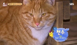 저희가 찜질방에서 무전취식하지만 눈치는 있거든여? 1 - 　 - 　　막이슈 - 쭉빵카페 저희가 찜질방에서 무전취식하지만 눈치는 있거든여? 1