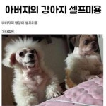 아버지의 강아지 셀프미용 - 웃긴자료 ‥‥‥‥‥、 - 도탁스 (DOTAX) 아버지의 강아지 셀프미용