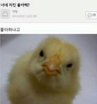 너네 치킨 좋아해?.jpg - 웃긴자료 ‥‥‥‥‥、 - 도탁스 (DOTAX) 너네 치킨 좋아해?.jpg