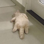얘 이름부르면 고개만 살짝 듬...jpg - 인스티즈(instiz) 이슈 카테고리 얘 이름부르면 고개만 살짝 듬...jpg
