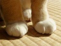 더쿠 - 흰 양말 신은거 같은 고양이의 발.jpg