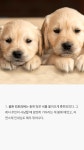 모르는사람이 더 많을 강아지에 대한 사실 - 　 - 　　막이슈 - 쭉빵카페 모르는사람이 더 많을 강아지에 대한 사실