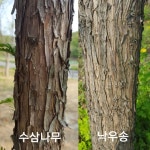 7월 15일. 한국의 탄생화와 부부꽃배달 / 수삼나무 (메타세쿼이아), 바오밥나무 - ◈ 우리나라 오늘의 꽃 제작 - 하늘바다의 꽃과 철학/유레카3... 