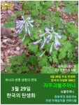 3월 29일. 한국의 탄생화와 부부 사랑 / 산괴불주머니, 자주괴불주머니... 철학/유레카3 3월 29일. 한국의 탄생화와 부부 사랑 / 산괴불주머니... 