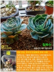한국의 탄생화와 부부 사랑 / 칠복수와 돌나물과의 다육 식물들... 한국의 탄생화와 부부 사랑 / 칠복수와 돌나물과의 다육 식물들
