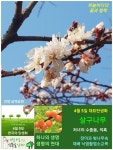 한국의 탄생화와 부부 사랑 / 살구나무, 자두나무, 앵도나무 등 - ◈ 우리나라 오늘의 꽃 제작 - 하늘바다의 꽃과 철학/유레카3 4월 5일. 식목일.... 