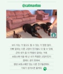 요즘 핫한 고양이는 퍼스트캣 찡찡이? | 1boon 요즘 핫한 고양이는 퍼스트캣 찡찡이?