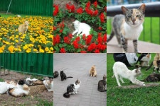         냥덕이냥? 애묘인이 사랑할 수밖에 없는 여행지 4곳 | 1boon     냥덕이냥? 애묘인이 사랑할 수밖에 없는 여행지 4곳