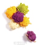 겨울의 꽃, 컬러 콜리플라워