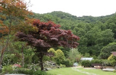 이색 조경수와 관리