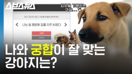 [스브스뉴스] 미국에선 강아지/고양이 입양할 때 나와 궁합을 맞춰본다는 거 실화? - kakaoTV [스브스뉴스] 미국에선 강아지/고양이 입양할 때... 