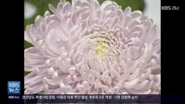 [경남옛다방] 그때 그 시절 마산 국화축제 - kakaoTV [경남옛다방] 그때 그 시절 마산 국화축제