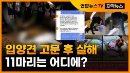 8마리 고문 후 죽인 40대 영장 기각..11마리는 행방 묘연 - kakaoTV [자막뉴스] 입양견 8마리 고문 후 죽인 40대 영장 기각..11마리는 행방 묘연