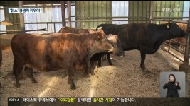 토종 한우 칡소 사육 장려에도 사육 두수 감소 - kakaoTV 토종 한우 칡소 사육 장려에도 사육 두수 감소