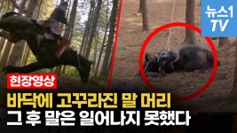[영상] 말을 죽음에 이르게 한 태종 이방원..고발·청원까지 - kakaoTV [영상] 말을 죽음에 이르게 한 태종 이방원..고발·청원까지