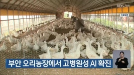 부안 오리농장에서 고병원성 AI 확진 - kakaoTV 부안 오리농장에서 고병원성 AI 확진