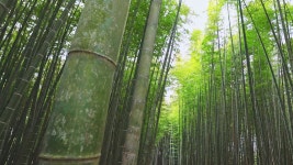 [영상] 눈 날리는 죽녹원 - kakaoTV [영상] 눈 날리는 죽녹원