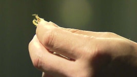 강변 지역, 동양하루살이로 몸살..여름마다 전쟁 - kakaoTV 강변 지역, 동양하루살이로 몸살..여름마다 전쟁