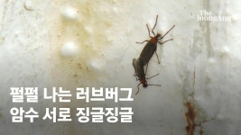 징그러 못살겠다..은평구 덮친 러브버그 짝짓기 뒤 반전 - kakaoTV 징그러 못살겠다..은평구 덮친 러브버그 짝짓기 뒤 반전