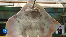 군산 홍어 시대 오나?..홍어 주산지로 급부상 - kakaoTV 군산 홍어 시대 오나?..홍어 주산지로 급부상