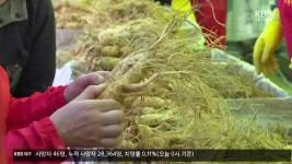 영주 풍기인삼·봉화 송이 축제 잇달아 열려..시너지 기대 - kakaoTV 영주 풍기인삼·봉화 송이 축제 잇달아 열려..시너지 기대