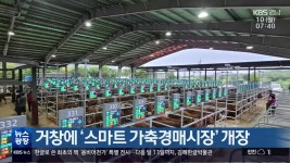 거창에 스마트 가축경매시장 개장 - kakaoTV 거창에 스마트 가축경매시장 개장