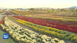 가을 정취에 흠뻑..국화 수십만 송이 만개 - kakaoTV 가을 정취에 흠뻑..국화 수십만 송이 만개