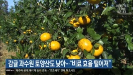 감귤 과수원 토양산도 낮아…“비료 효율 떨어져” - kakaoTV 감귤 과수원 토양산도 낮아…“비료 효율 떨어져”