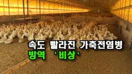 [자막뉴스] 찬바람 불자 확산 속도 빨라진 가축 전염병...방역 비상 - kakaoTV [자막뉴스] 찬바람 불자 확산 속도 빨라진 가축 전염병...방역... 