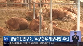 경남축산연구소, ‘우량 한우 개량사업’ 추진 - kakaoTV 경남축산연구소, ‘우량 한우 개량사업’ 추진