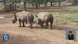 남아공, 세계 최대 코뿔소 농장 경매에 부쳐져 - kakaoTV 남아공, 세계 최대 코뿔소 농장 경매에 부쳐져