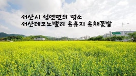 유채꽃밭에 놀이터에 성연면 사람들은 좋겠다 - kakaoTV 유채꽃밭에 놀이터에 성연면 사람들은 좋겠다