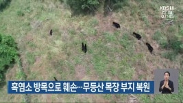 흑염소 방목으로 훼손…무등산 목장 부지 복원 - kakaoTV 흑염소 방목으로 훼손…무등산 목장 부지 복원