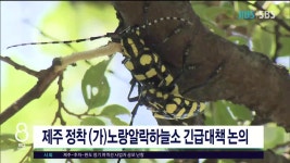 제주 정착 노랑알락하늘소 긴급대책 논의 - kakaoTV 제주 정착 노랑알락하늘소 긴급대책 논의